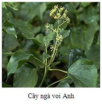 Hình ảnh